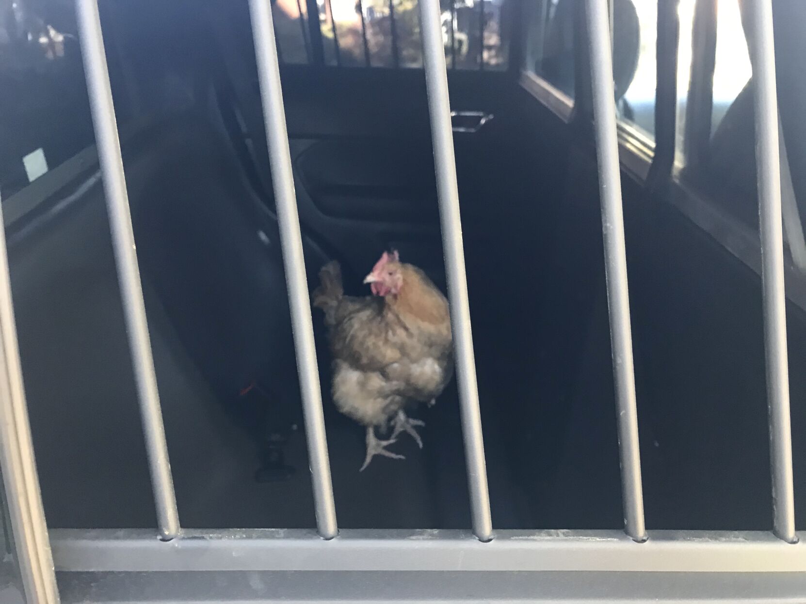 guiltychicken4.jpeg